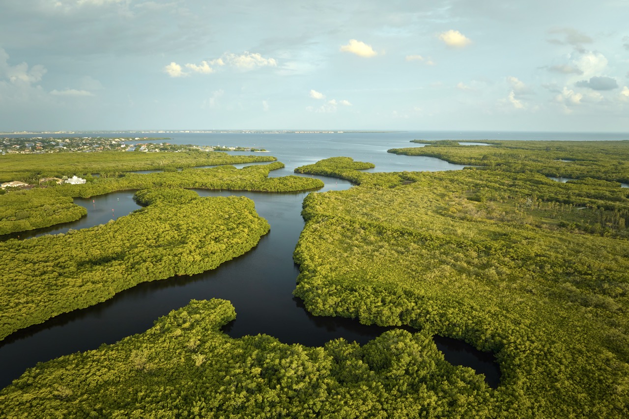 Everglades i Little Havana